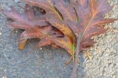 P1070218